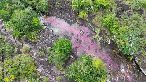 Εκτύπωση καμβά Aerial photo of Cano Cristales, a river located in the Serranía de la Macarena,