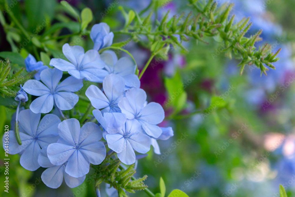 close-up of blue flower (Plumbago auriculata) in the garden. sunny day. selective focus close-up of blue flower (Plumbago auriculata) in the garden. sunny day. selective focus