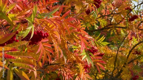 Autumn rowan berries on branch. Rowan berries are sour but rich in vitamin C.