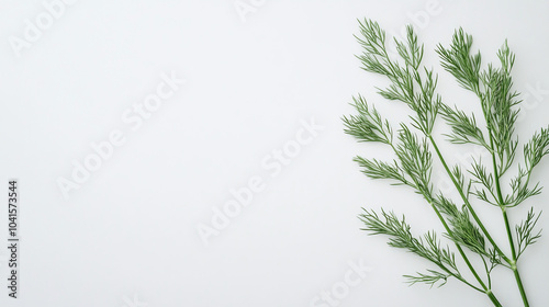Fresh Dill Sprigs on White Background - Minimalist Food Photography