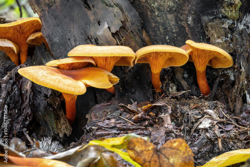 Detail shot of group of inedible Hygrophoropsis aurantiaca mushrooms commonly known as false chanterelle photo
