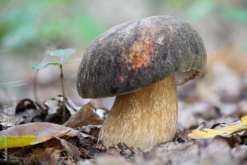 Fototapeta premium Beautiful edible mushroom Boletus aereus commonly known as bronze bolete