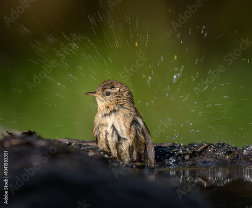 Lovely Eurasian wren (Troglodytes troglodytes) bathing with splashes in sunny autumn weather photo