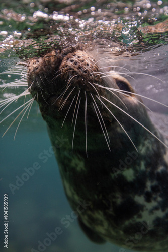 seals whiskers  photo