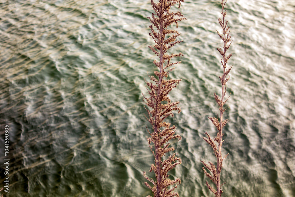 selective shot of wild plant against to river selective shot of wild plant against to river