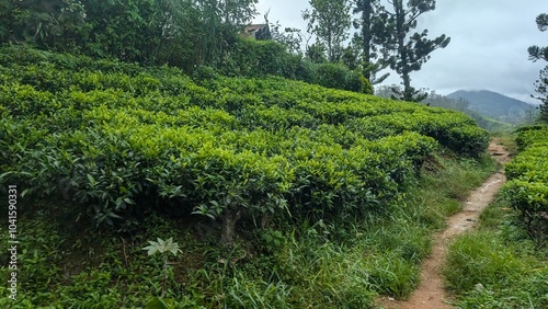 Tea plantations in Sri Lanka