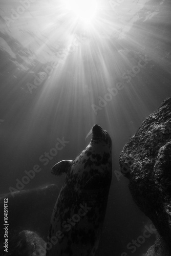 Seal swimming up towards the sun light photo