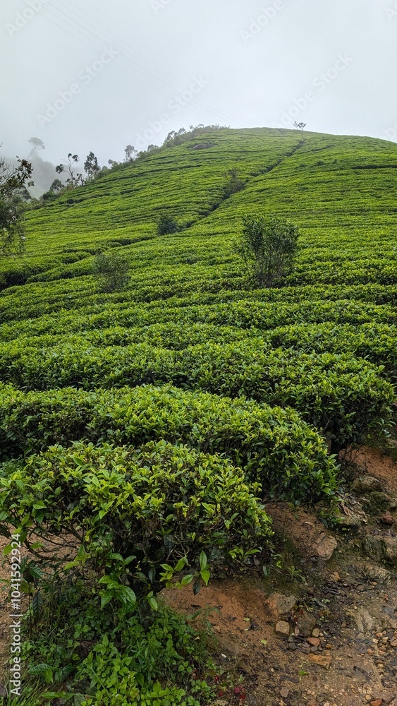 Tea plantations in Sri Lanka Tea plantations in Sri Lanka