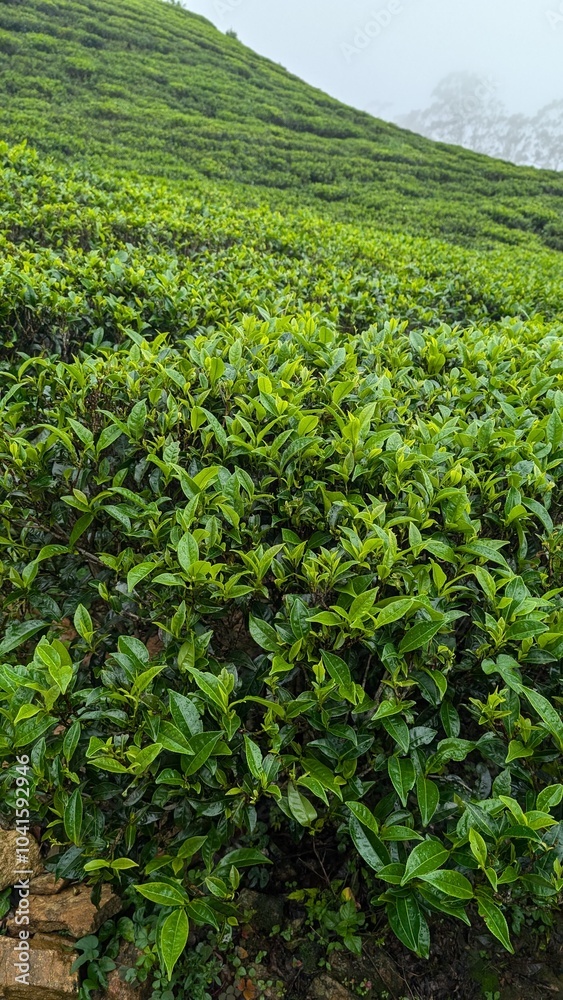 Tea plantations in Sri Lanka