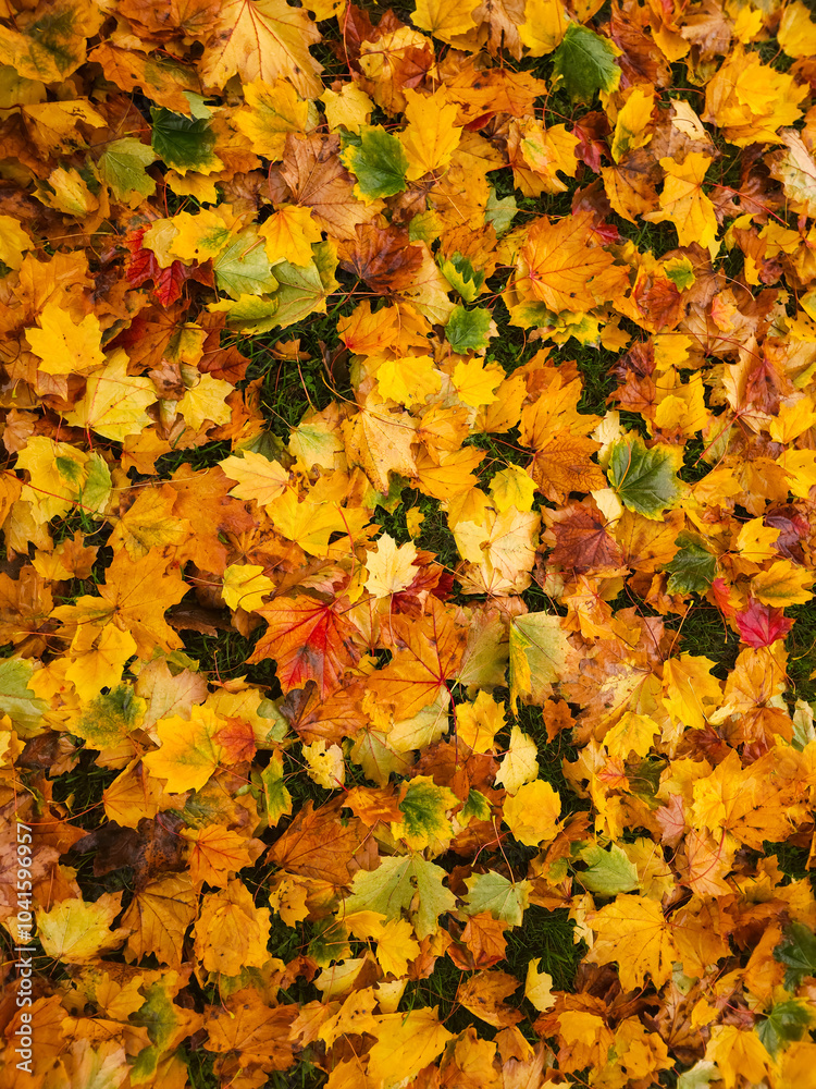 Natural autumn background. Autumn fall leaves of maple trees. Natural autumn background. Autumn fall leaves of maple trees.