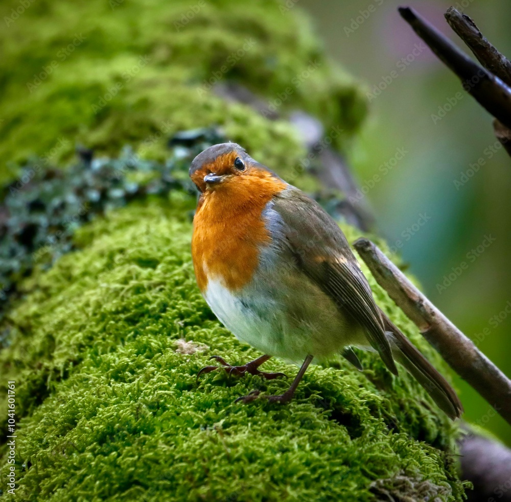 Robin on Moss in Forest Robin on Moss in Forest
