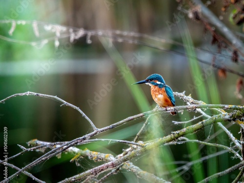 Kingfisher perched in lush forest