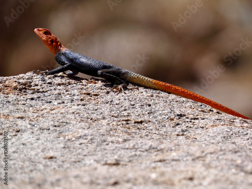 Wild blue and red African Agama lizard sunning itself on a rock