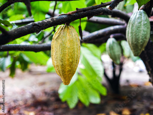 Ripe cacao fruit, cacao pod on cocoa tree plant fruit plantation photo