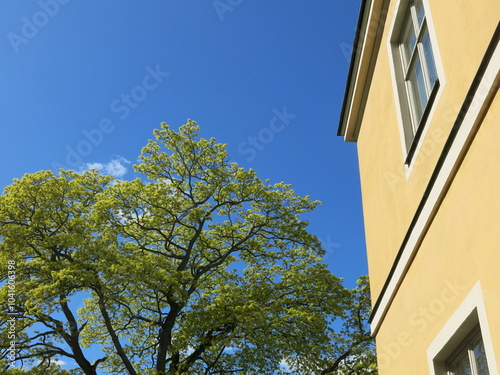 árbol y casa