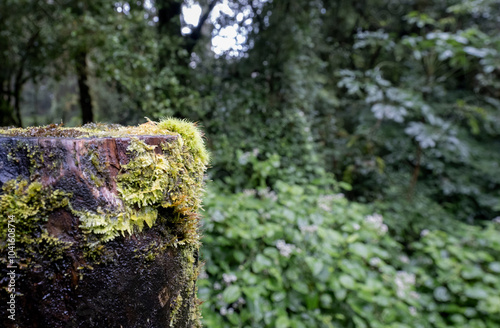 Moss and fern style plants proliferate grow cover stump the forest floor photo