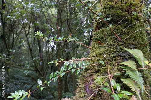 Moss and fern style plants proliferate grow cover stump the forest floor photo