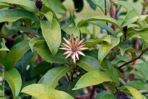 Dried flower on tropical garden in Ribeirao Preto, Sao Paulo, Brazil photo