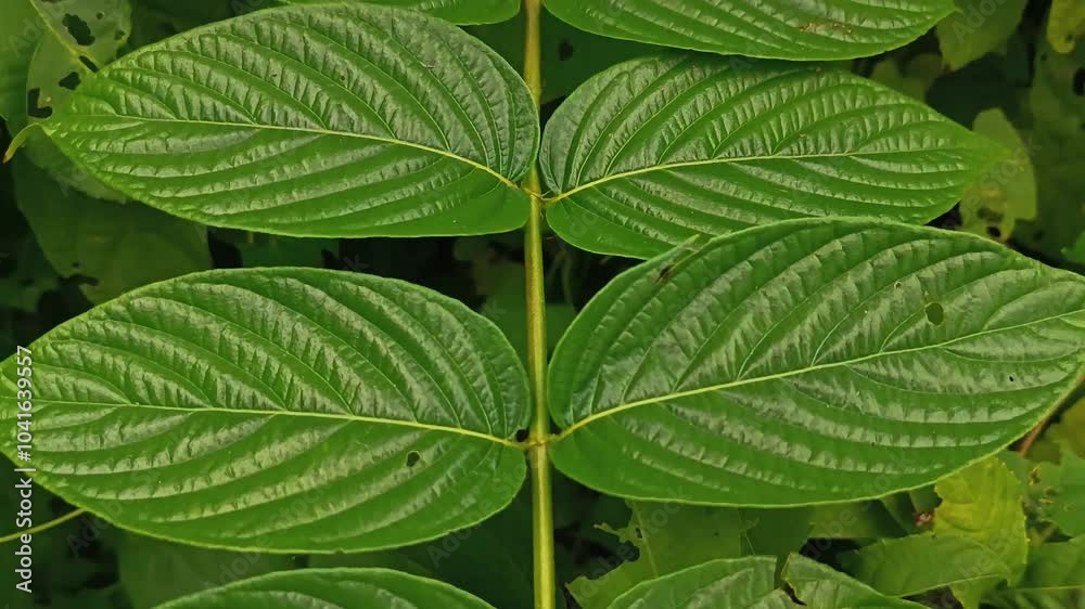 Vibrant green leaves blanket the tropical forests of Indonesia, creating a cool atmosphere rich in life. Vibrant green leaves blanket the tropical forests of Indonesia, creating a cool atmosphere rich in life.