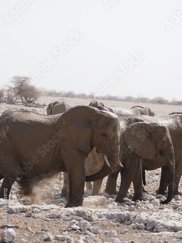 Afrikanische Elefanten in Namibia