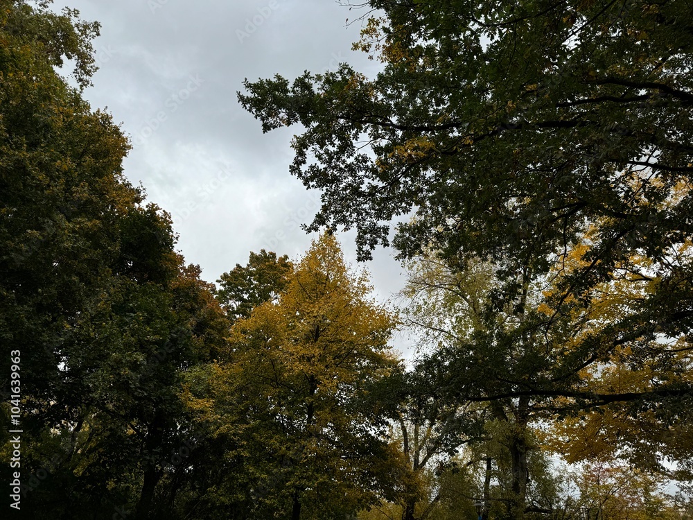 Bäume Bäume