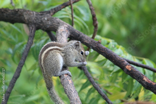 cute small squirrel eats on a brown branch of the green tree