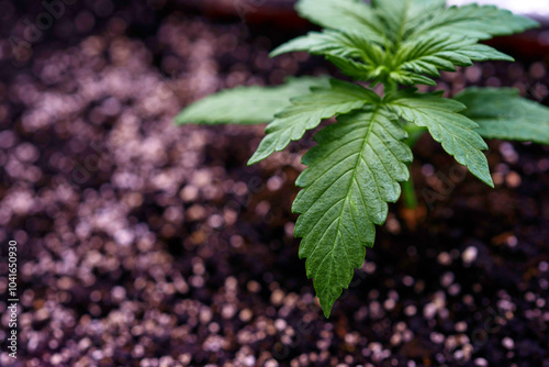 Close up of cannabis plant, leaves, buds, trichomes