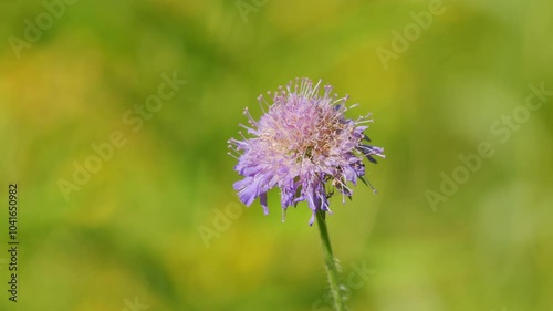 Beautiful Pink Violet Field Scabious. Field Scabious And Its Bud Moving With Gentle Wind In The Field. Close Up. photo