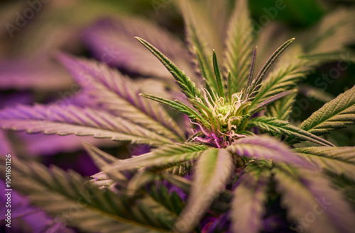 Close up of cannabis plant, leaves, buds, trichomes