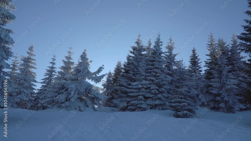 Snow-covered trees in a winter forest with sunlight filtering through, Beskidy Mountains, Poland. Snow-covered trees in a winter forest with sunlight filtering through, Beskidy Mountains, Poland.