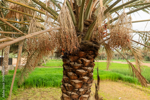 Date palm tree showcasing ripe fruits in lush greenery of Oman\'s landscape during early daylight hours photo