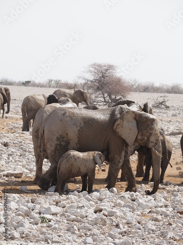 Elefant mit Baby voller Schlamm