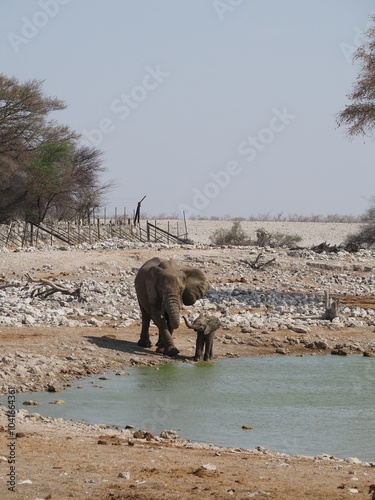 Elefant mit Baby badet in Wasserloch in Namibia