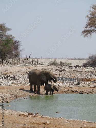 Elefant mit Baby badet im Wasserloch in Namibia