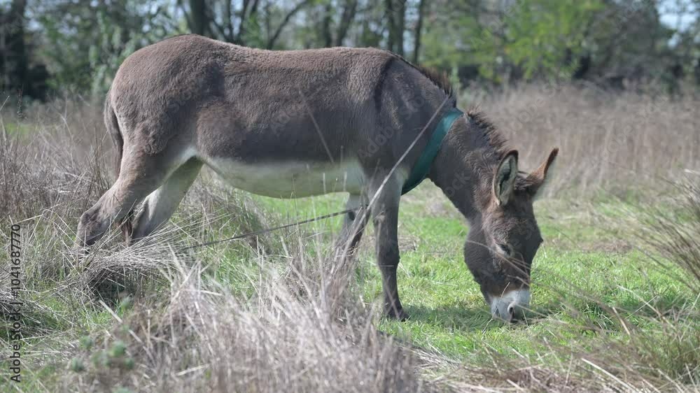 A donkey stands in a green field on a sunny day. Trees and grass are visible in the background, creating a peaceful rural scene A donkey stands in a green field on a sunny day. Trees and grass are visible in the background, creating a peaceful rural scene
