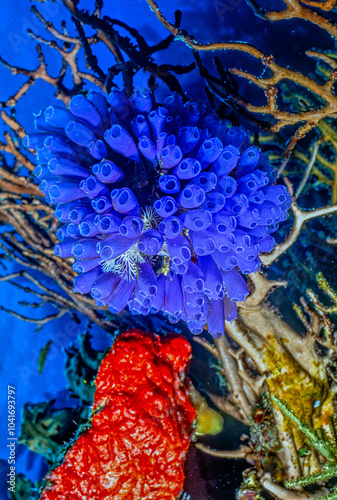 Tunicate on coral reef, underwater