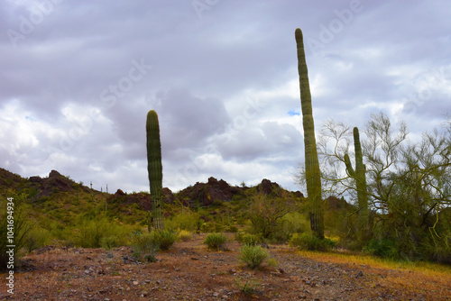 Sonora Desert Arizona Picacho Peak State Park photo