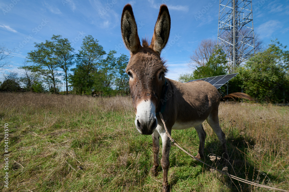 A brown donkey with tall ears standing in a green field. The blurred background enhances the focus on the donkey's face and expression. A brown donkey with tall ears standing in a green field. The blurred background enhances the focus on the donkey's face and expression.
