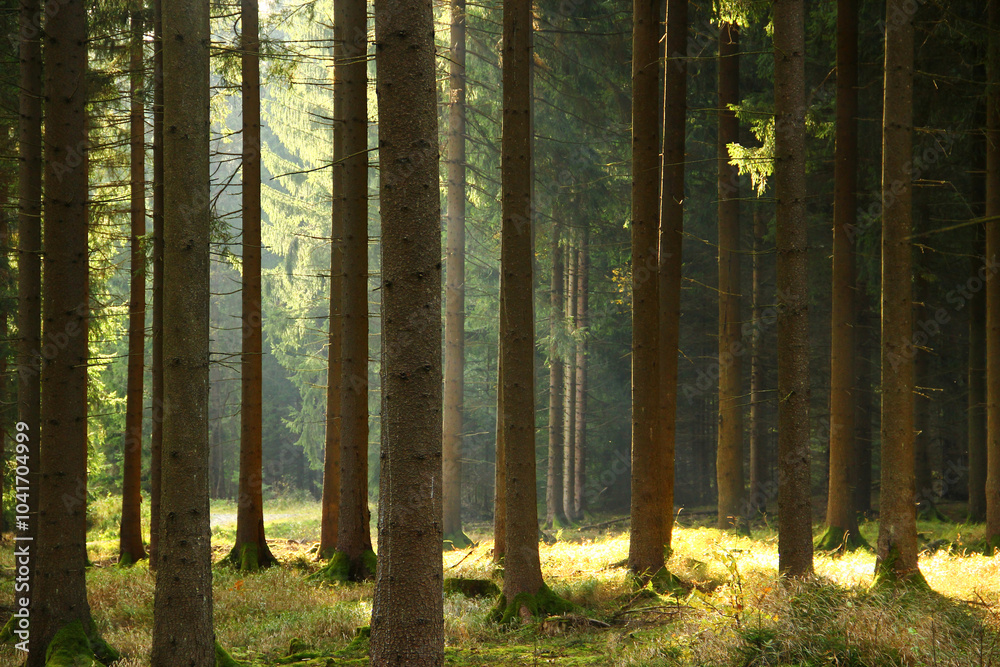 Obraz premium A fir forest in Vogtland, Saxony, Germany, with towering trees and lush greenery. This tranquil landscape offers a glimpse into the region's rich natural beauty and biodiversity.