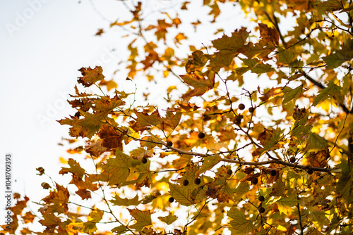 autumn horse chestnut leaves in the park