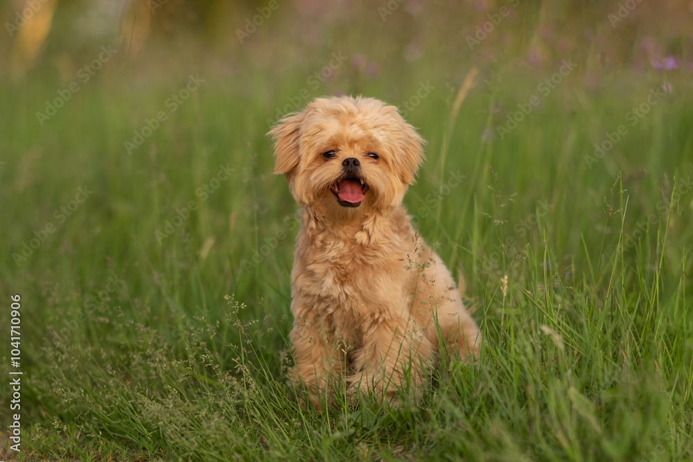 Cute dog of Maltipu breed in the park. A small dog playing on the green grass. Cute dog of Maltipu breed in the park. A small dog playing on the green grass.