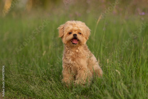 Cute dog of Maltipu breed in the park. A small dog playing on the green grass.