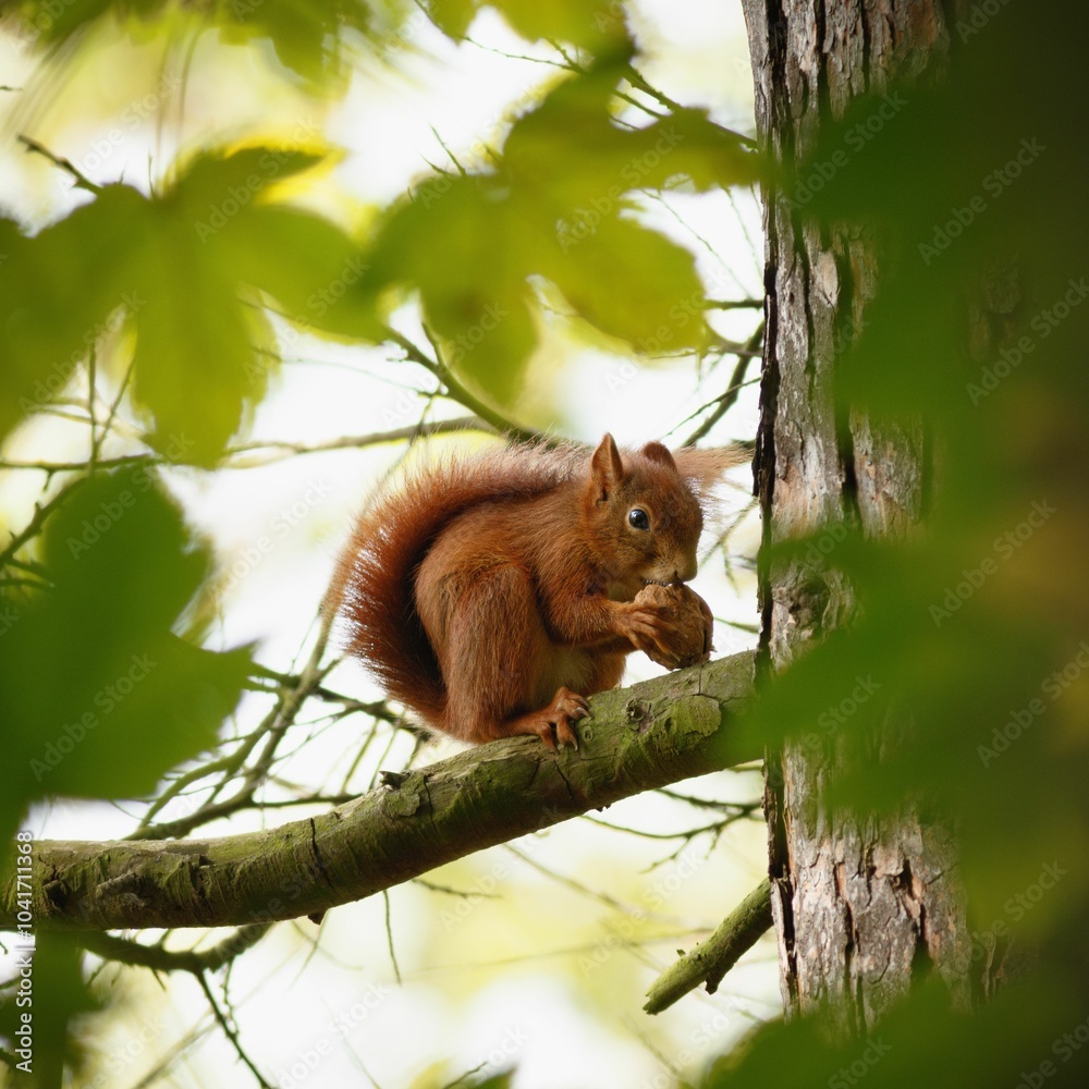 Red squirrel on a tree branch in forest. Red squirrel on a tree branch in forest.