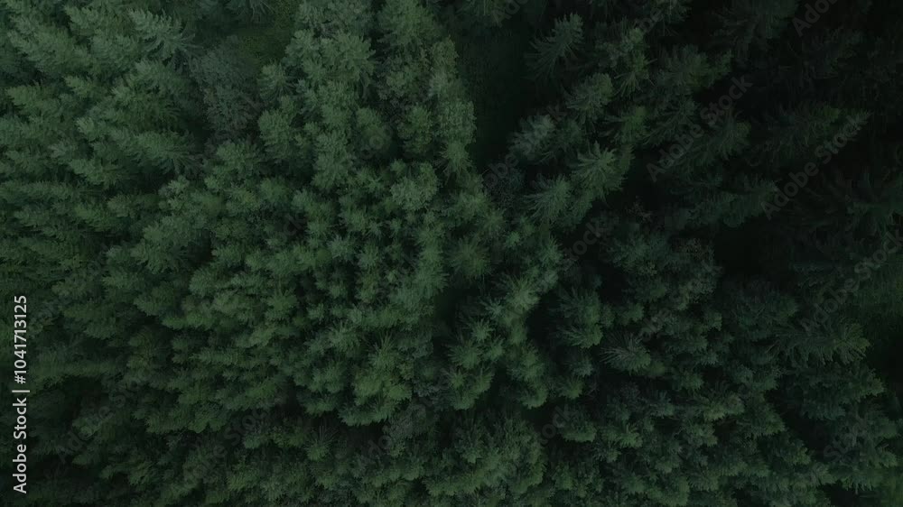 Green pine tree coniferous forest aerial top down view. Dramatic nature background. Travel destination. Beautiful wild landscape. Summer vacation, outdoor tourism. Cinematic drone 4k shot