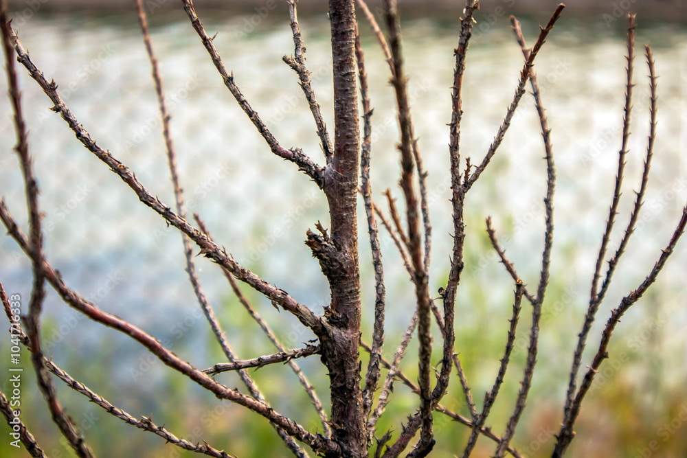 Obraz premium selective shot bare branches of a tree in winter