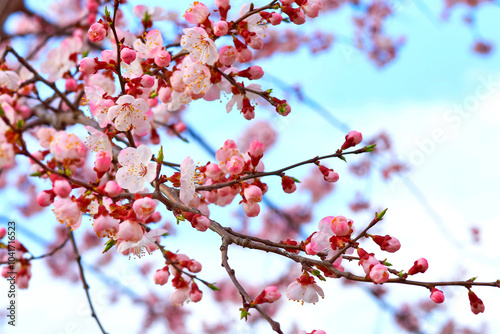 Beautiful pink delicate spring flowers, sky. Tendeness,softness photo