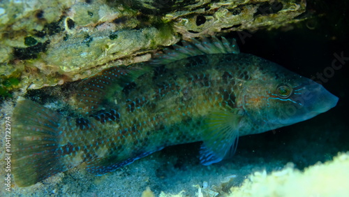 Corkwing wrasse or goldmaid, corkwing (Symphodus melops) undersea, Aegean Sea, Greece, Halkidiki, Pirgos beach photo