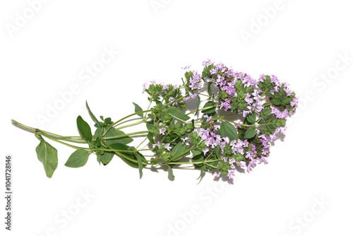 Origanum vulgare sweet marjoram plant flowering purple flowers isolated on white background