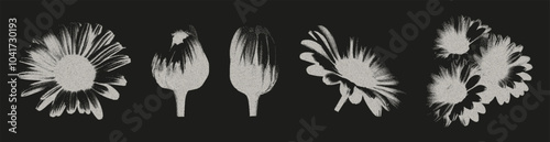 Set of chamomile flower elements with a retro photocopy effect. The heads of wildflowers are grainy and dotted. Vector.
