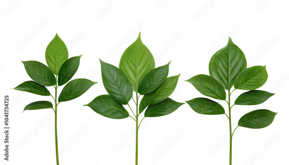 green leaves isolated on white background green leaves isolated on white background
